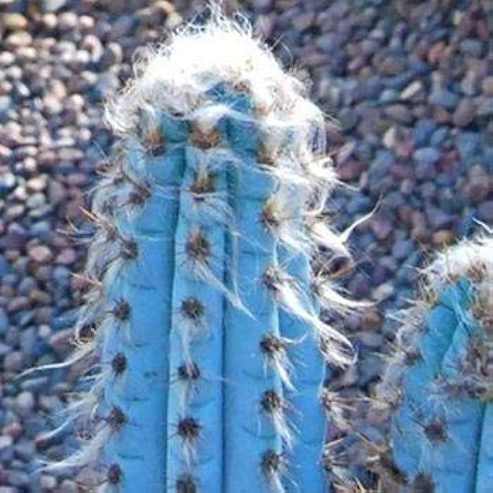 Blue Cactus seeds sprouting rare, striking succulents with blue-tinged stems or pads, perfect for arid landscapes and novelty planters